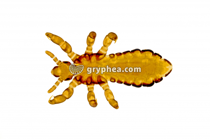 Pou femelle (Pediculus humanus capitis) x12 - gryphea.org